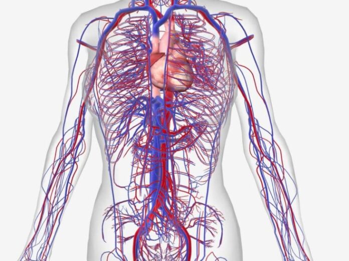 How many veins in human body