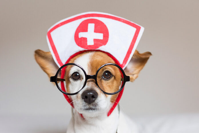 The Benefits of Using a Pet Pharmacy for Your Animal's Medications