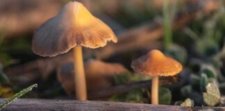Debunking 7 myths about magic mushroom