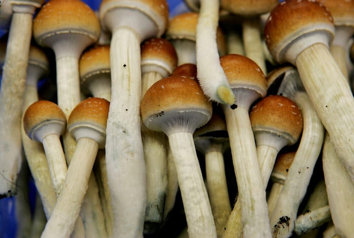 Magic mushrooms are dangerous