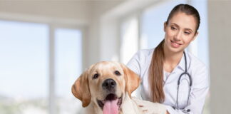 Evaluating Fair Veterinary Practice: Ensuring The Best Care For Your Pet