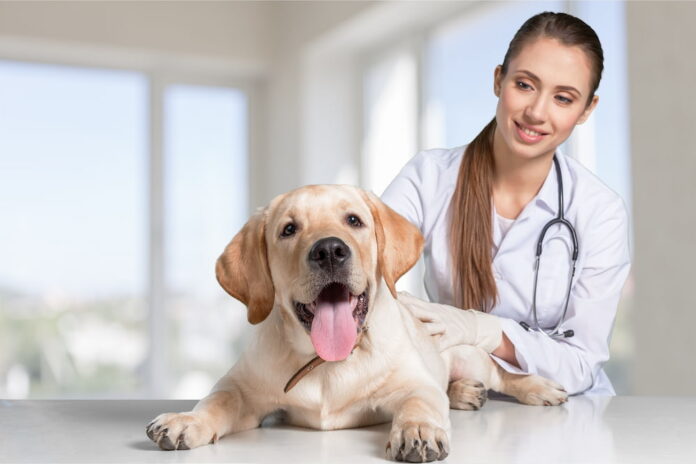 Evaluating Fair Veterinary Practice: Ensuring The Best Care For Your Pet