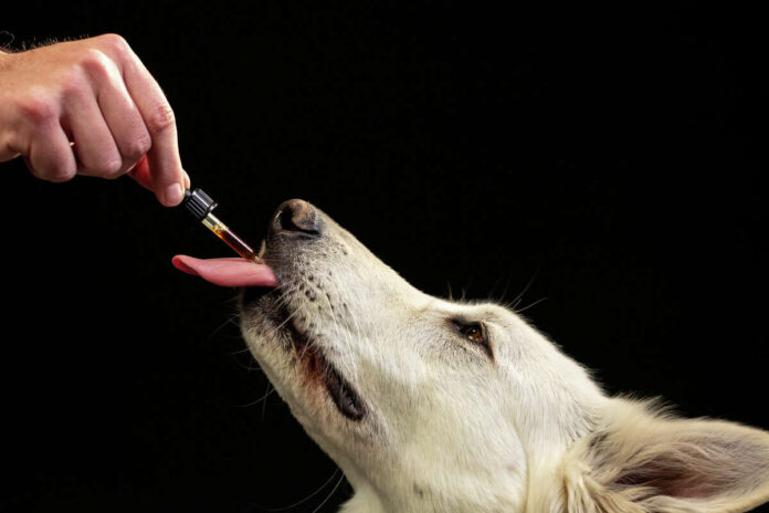 The Growing Trend of Cannabidiol Salves for Pet Care and Why Paw Parents Love Them