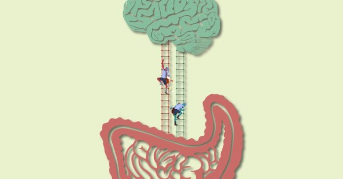 The gut-brain connection recent research and findings