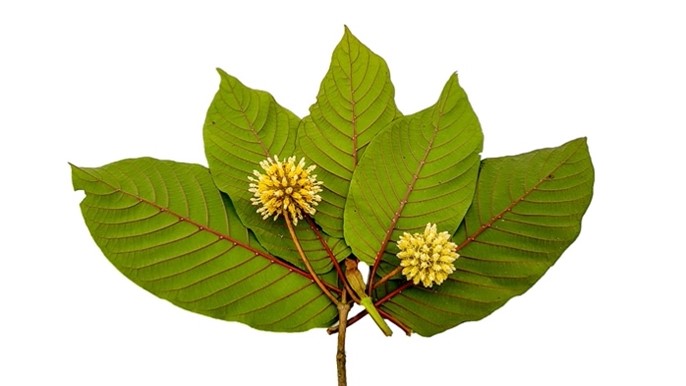 What is the Recommended Kratom Dosage