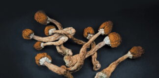 7 Things To Check While Buying Organic Shrooms Online This Year