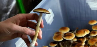 How To Buy The Best-Quality Magic Mushrooms Online