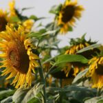 Is Sunflower Lecithin Bad For You Separating Facts from Fiction