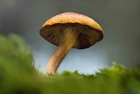 The Best-Quality Magic Mushrooms Online