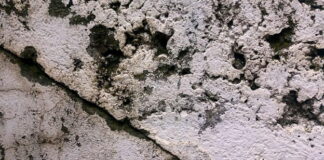 Real Health Risks of Mold Exposure in South Florida Homes